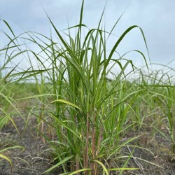 Продам Міскантус Гігантський Різома Кореневище Сухий міскантус 