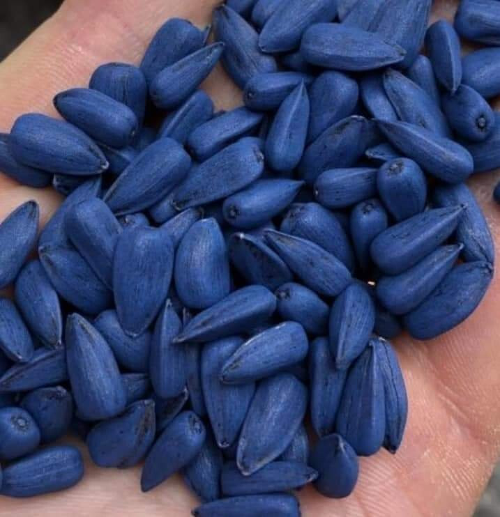 Семена подсолнечника и кукурузы