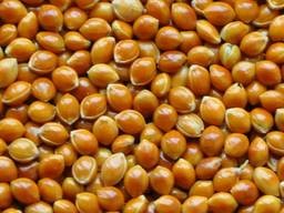 Просо Полтавське Золотисте 1 репродукції