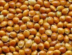 Просо Полтавське Золотисте 1 репродукції