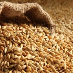 Посівна яра пшениця КВС Шіроко репродкуція Еліта  посівний ярий ячмінь Алісіана 