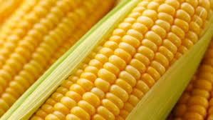 Продаж насіння кукурудзи ДБ  Хотин  