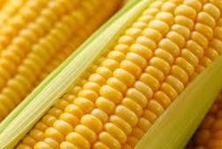 Продаж насіння кукурудзи ДБ  Хотин  