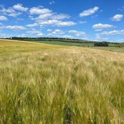 Посівмат ячміню  Насіння ячменю  