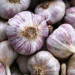 Чеснок продам Семена чеснока