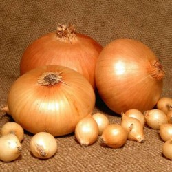 продам Лук севок