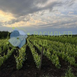 Передзамовлення саджанців плодових дерев на весну 2024 