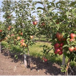 Продаж саджанців яблук з власного розсадника