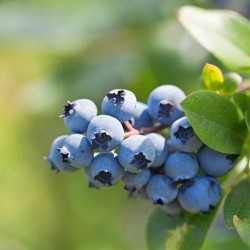Приймаємо замовлення на саджанці лохини у закритій кореневій системі