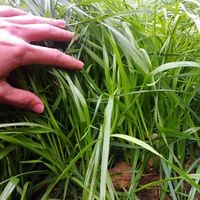 Продам Райграс багаторічний