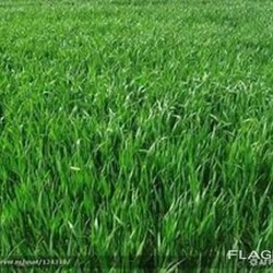 Продам Райграс багаторічний